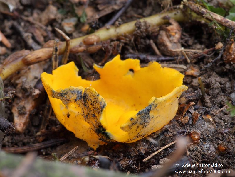 krasočíška žlutá, Caloscypha fulgens (Houby, Fungi)